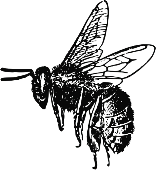 Ape logo